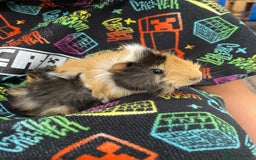 Guinea Pig rodents for sale: 3 baby's for sale - Image 8