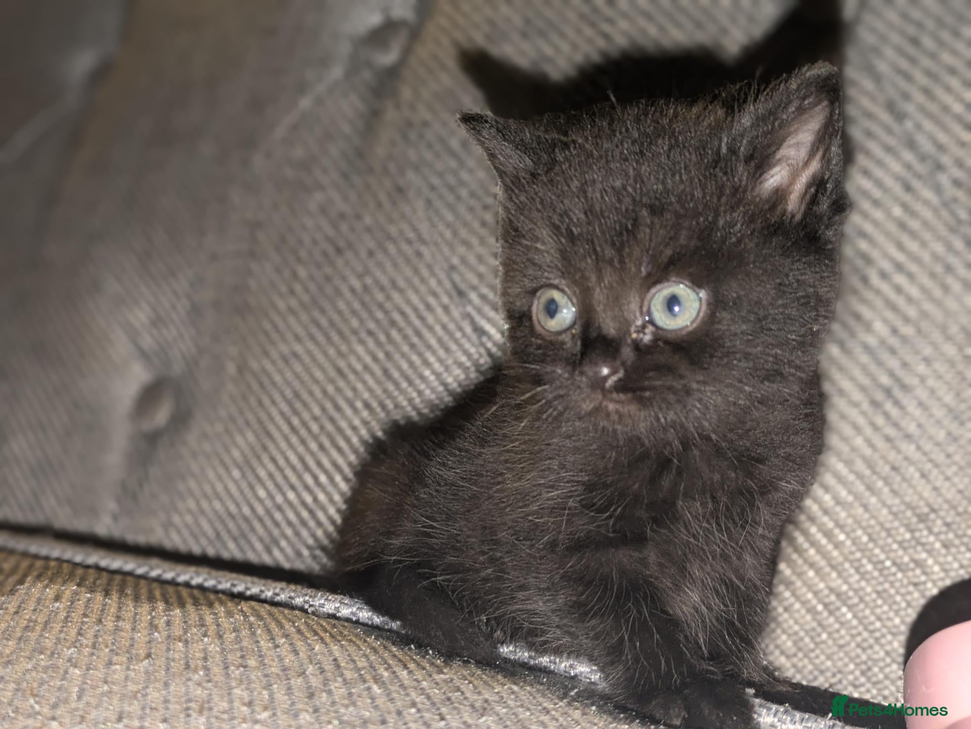 British Shorthair cats British shorthair cross kittens  - Advert 1
