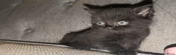 British Shorthair cats for sale: British shorthair cross kittens  - Advert 9