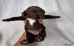 Sprocker dogs for sale: Chocolate Spaniels  - Image 6