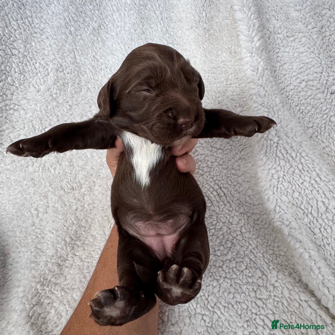 Sprocker dogs for sale: Chocolate Spaniels  - Image 6