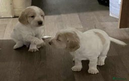 Cocker Spaniel dogs for sale: Amazing Chunky Working Cocker spaniel Puppies - Image 7