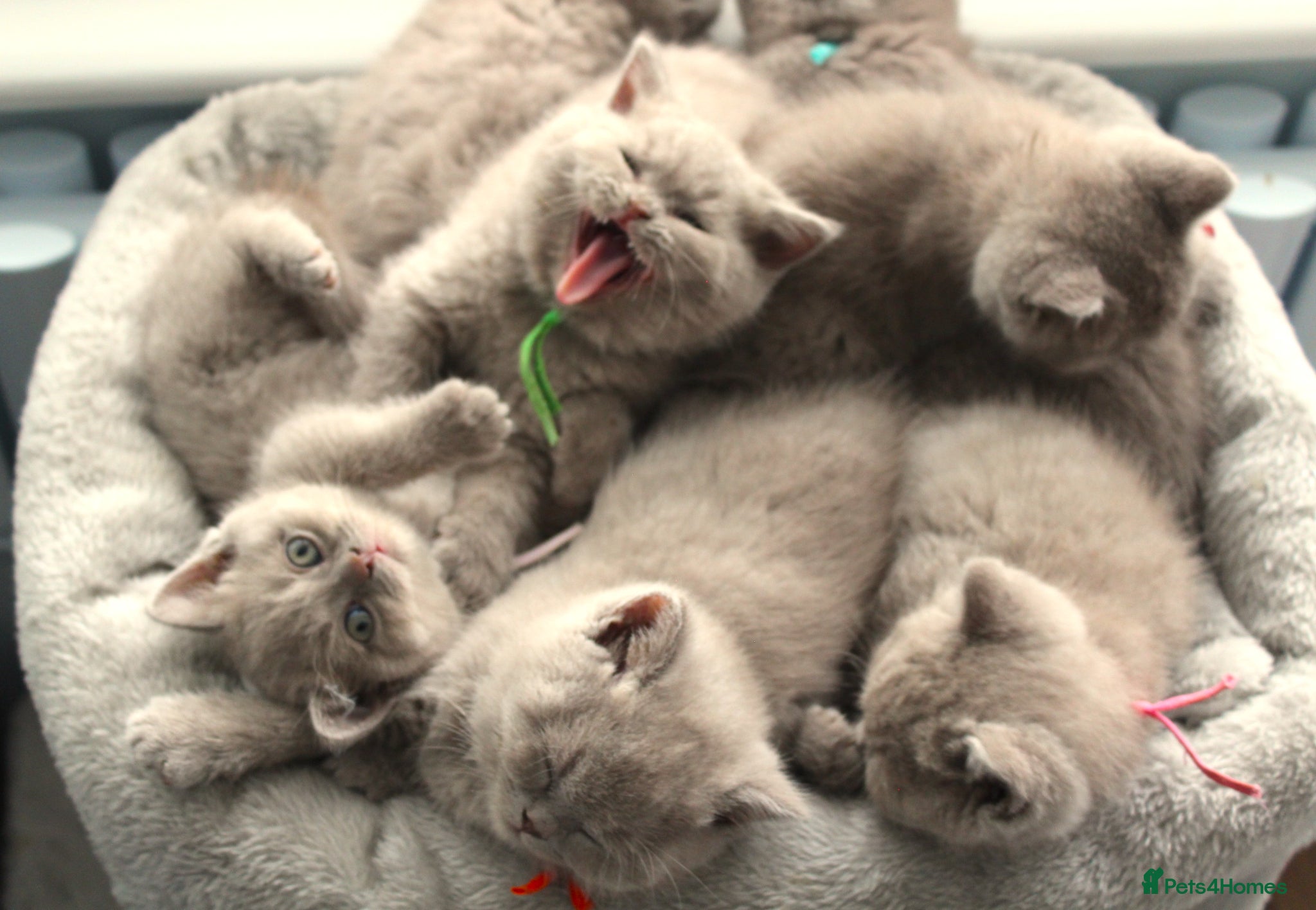 British Shorthair cats Beautiful Pure Breed ✨ British Shorthair Kittens ⭐ - Advert 1