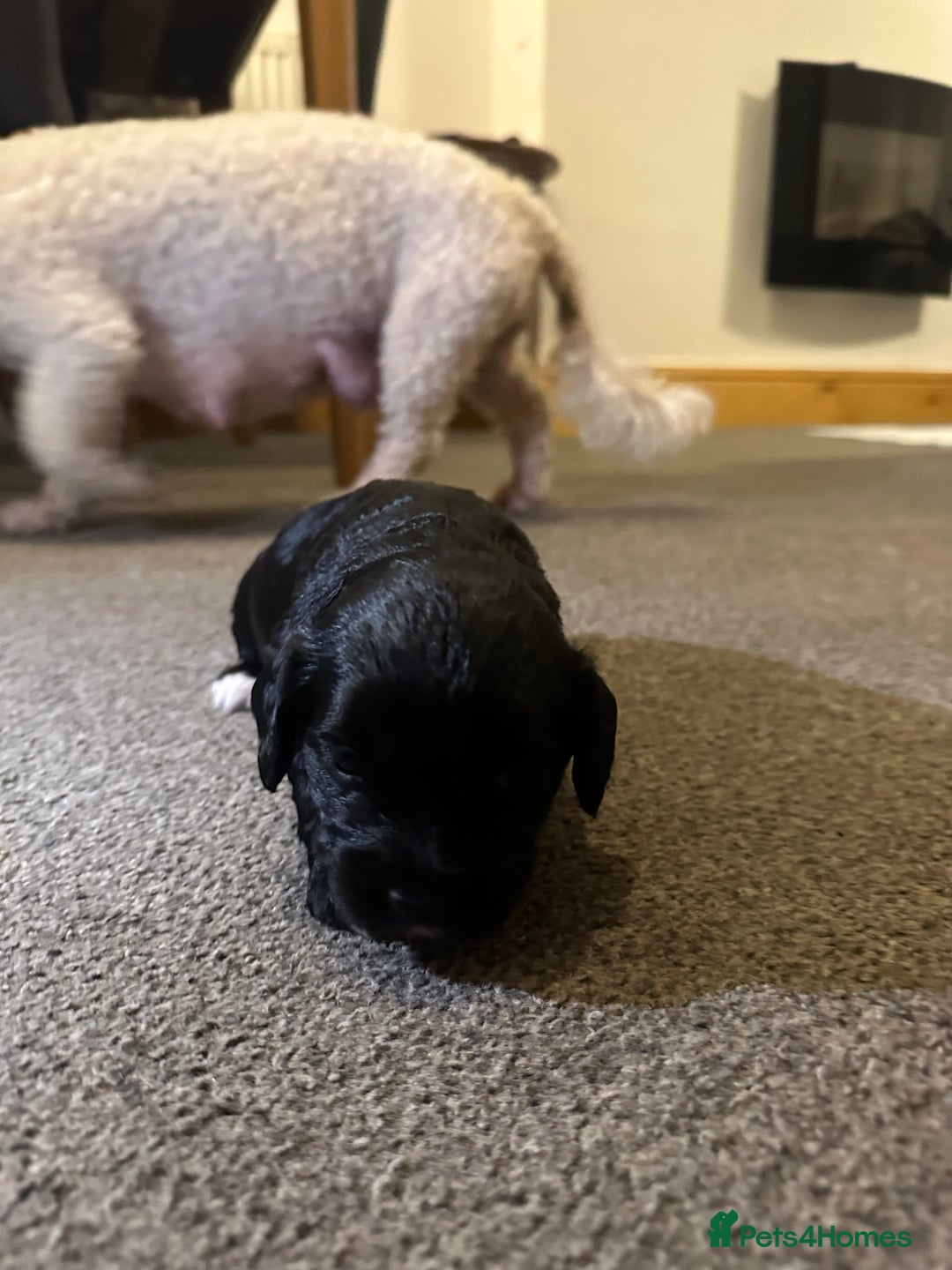 Mixed Breed dogs for sale: Beautiful puppies - Image 4