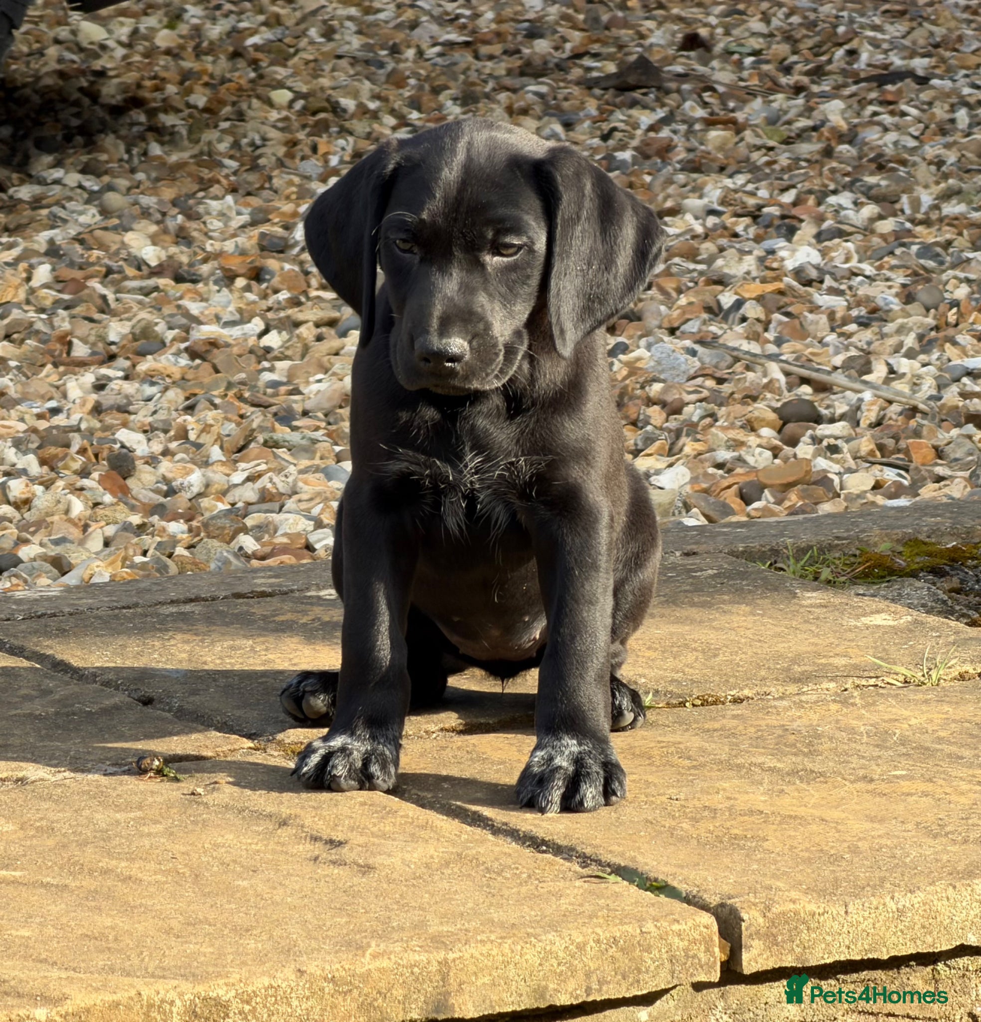 German Shorthaired Pointer dogs Bred for Temperament and working - Advert 2