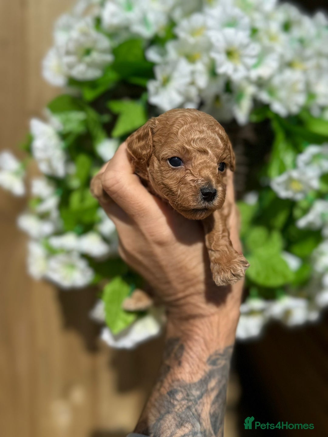 Toy Poodle dogs for sale: 💙🩷Gorgeous KC Toy Poodle Puppies 🩷💙 - Image 8