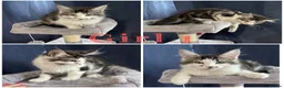 Maine Coon cats for sale: TICA EXCEPTIONAL GIANT & GENTLE MAINE COON KITTENS in Greenford - Advert 22