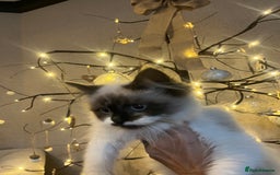 Ragdoll cats for sale: 2 beautiful fluffy ragdoll kittens for sale  - Advert 4