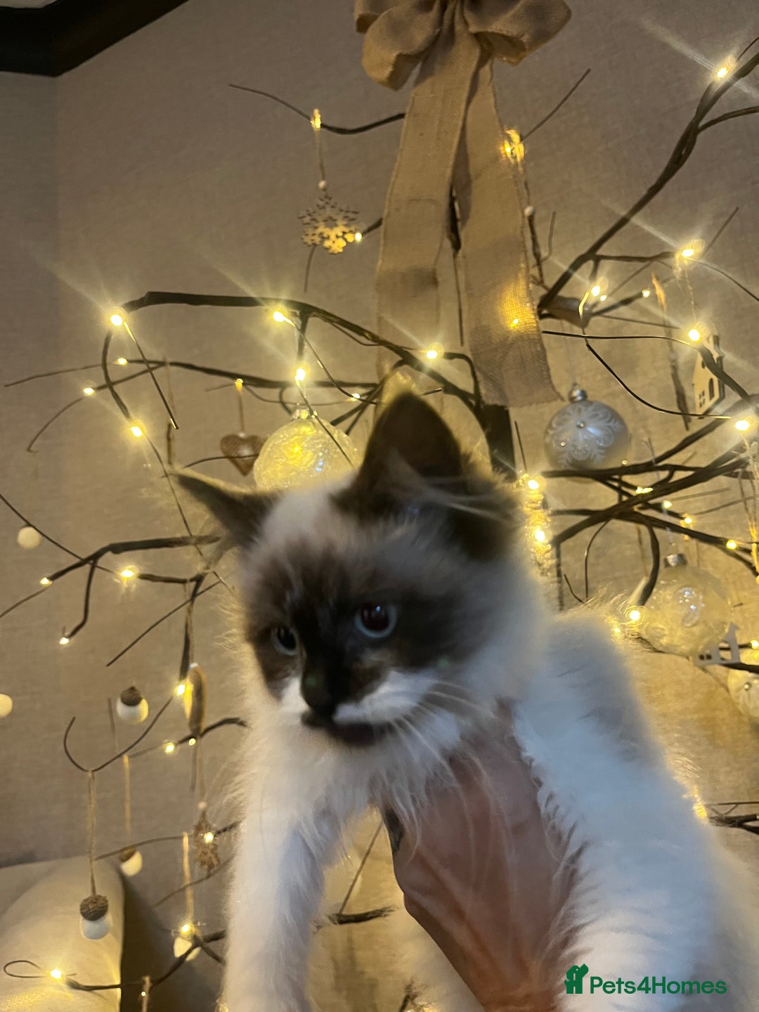 Ragdoll cats for sale: 2 beautiful fluffy ragdoll kittens for sale  - Advert 4
