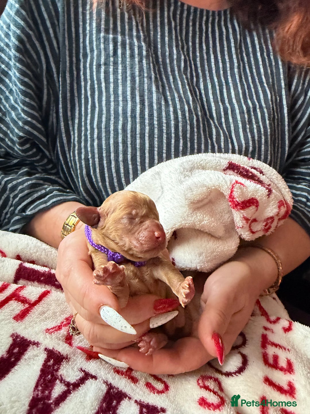 Toy Poodle dogs for sale: Adorable Tiny Toy Poodles - Advert 16