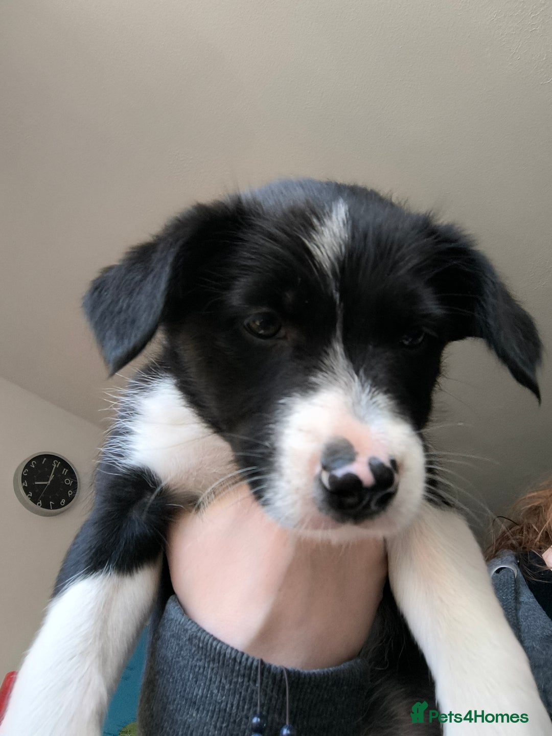 Border Collie dogs for sale: Border Collie Puppies - Image 13