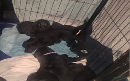 Labradoodle dogs for sale: F1 beautiful standard labradoodles - Image 2