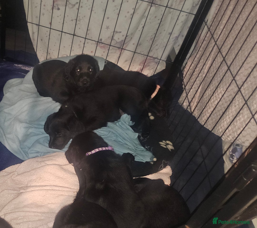 Labradoodle dogs for sale: F1 beautiful standard labradoodles - Image 2