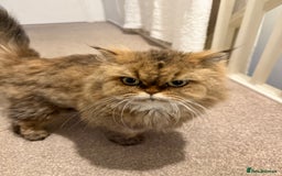 Mixed Breed cats for sale: Chinchilla x Persian female  - Image 5