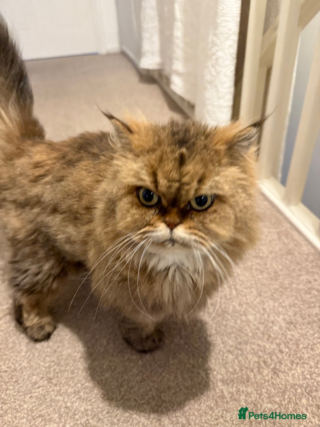 Mixed Breed cats for sale: Chinchilla x Persian female  - Image 5