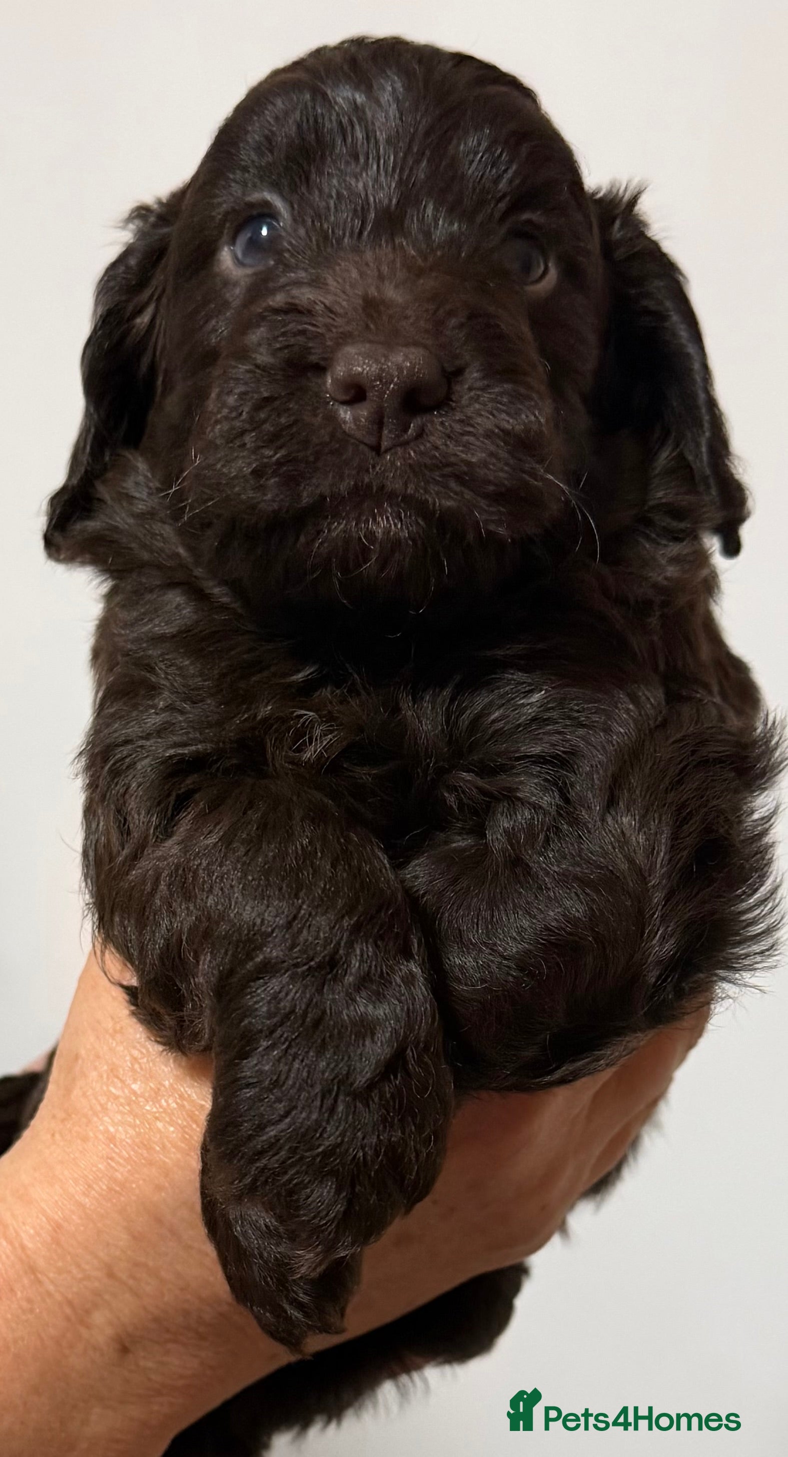 Cockapoo dogs Cockerpoo - Advert 2