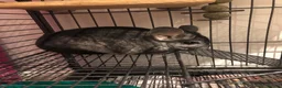 Chinchilla rodents for sale: Male Chinchilla + Cage setup for sale  - Advert 4