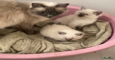Ragdoll cats - Advert 4