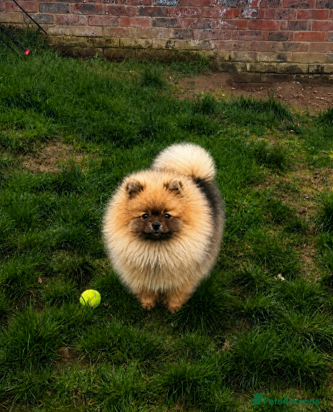 Pomeranian dogs REDUCED RARE boy🔝Quality! 40+🏆 in his lines - Advert 2