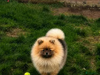 Pomeranian dogs REDUCED RARE boy🔝Quality! 40+🏆 in his lines - Advert 2