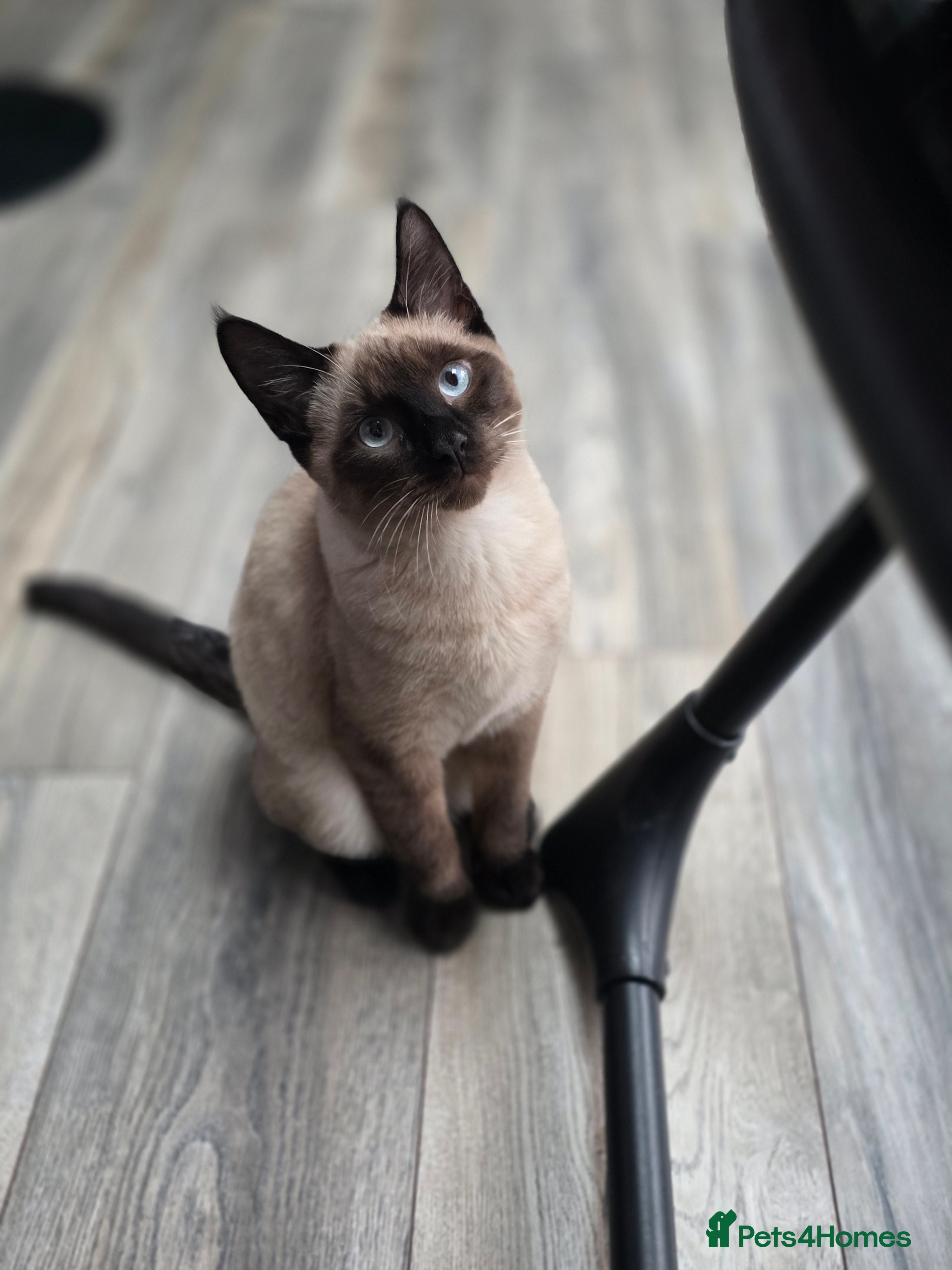 Mixed Breed cats Gorgeous spynx/ragdoll kitten for sale - Advert 13