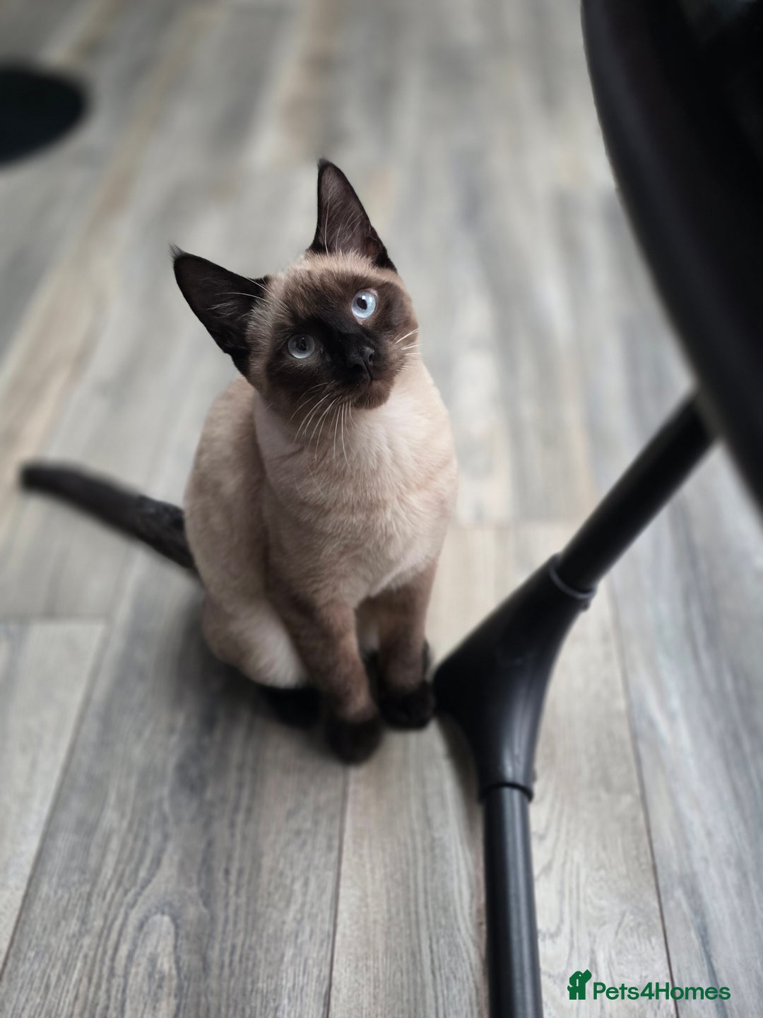 Mixed Breed cats for sale: Gorgeous spynx/ragdoll kitten for sale - Advert 1