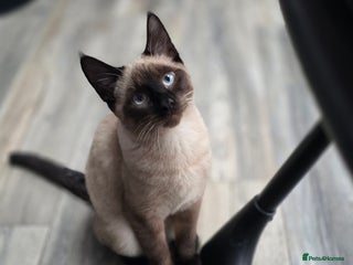 Mixed Breed cats Gorgeous spynx/ragdoll kitten for sale - Advert 1