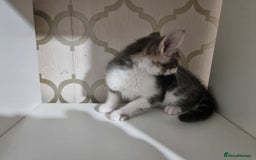 Domestic Shorthair cats for sale: 5 Beautiful Kittens Looking for Forever Homes - Image 18