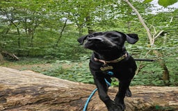 Mixed Breed dogs for sale: 9 month old black lab x staffy mix - Image 2