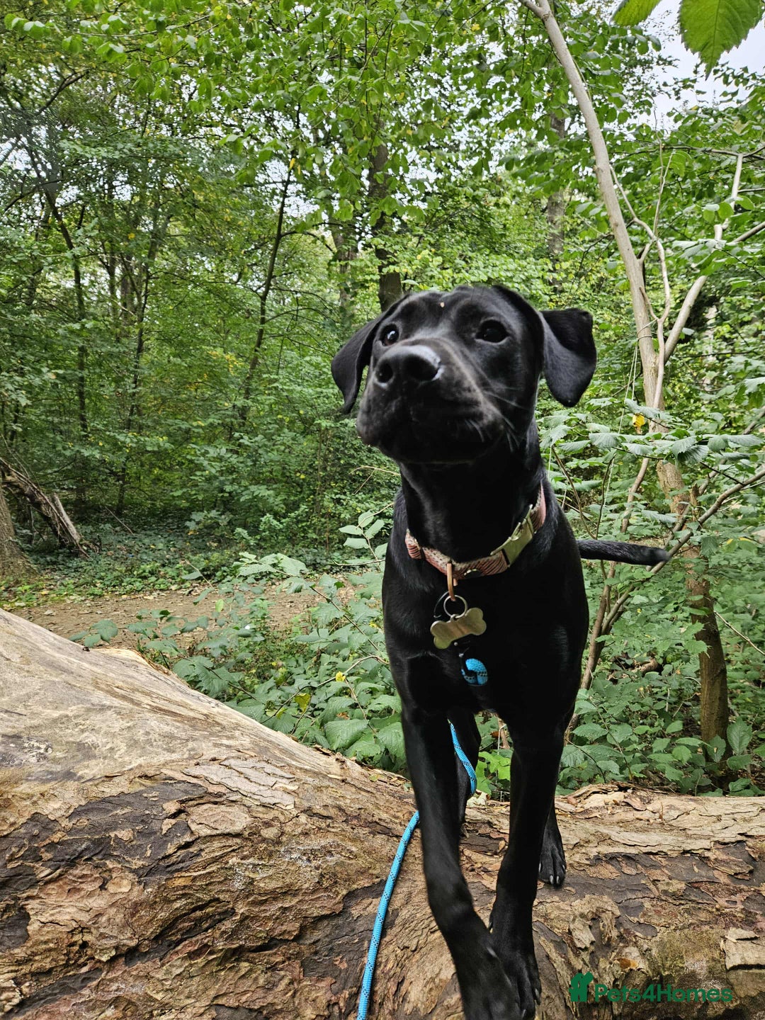 Mixed Breed dogs for sale: 9 month old black lab x staffy mix - Image 2