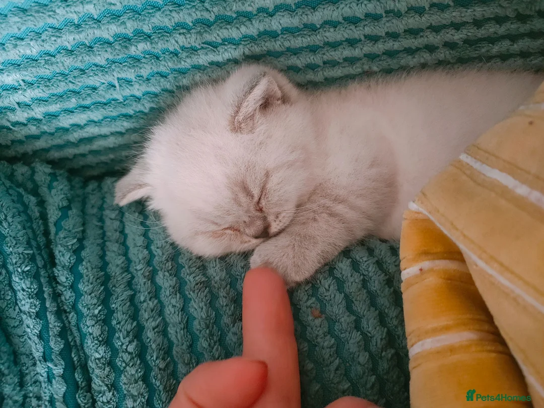 British Shorthair cats for sale: 2 rare Colour point British Shorthair kittens  - Advert 2