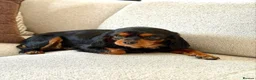 Cavalier King Charles Spaniel dogs for sale: KC reg female Black / Tan king Charles Cavalier - Advert 3