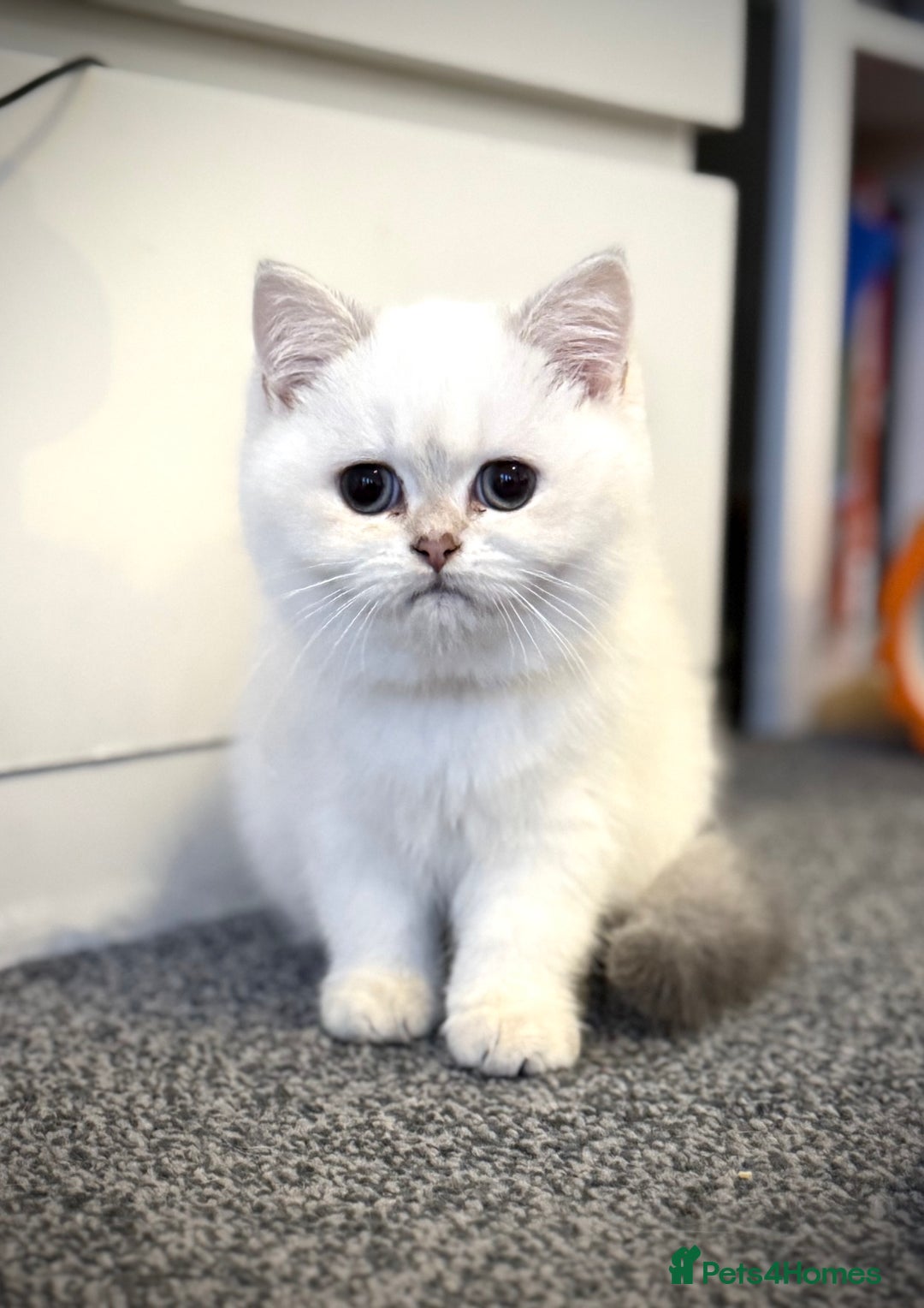 Scottish Fold cats for sale: 😻Last Two Stunning Scottish straight girls 😻 - Advert 19