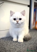 Scottish Fold cats 😻Pure breed Stunning Scottish straight angels 😻 - Advert 1