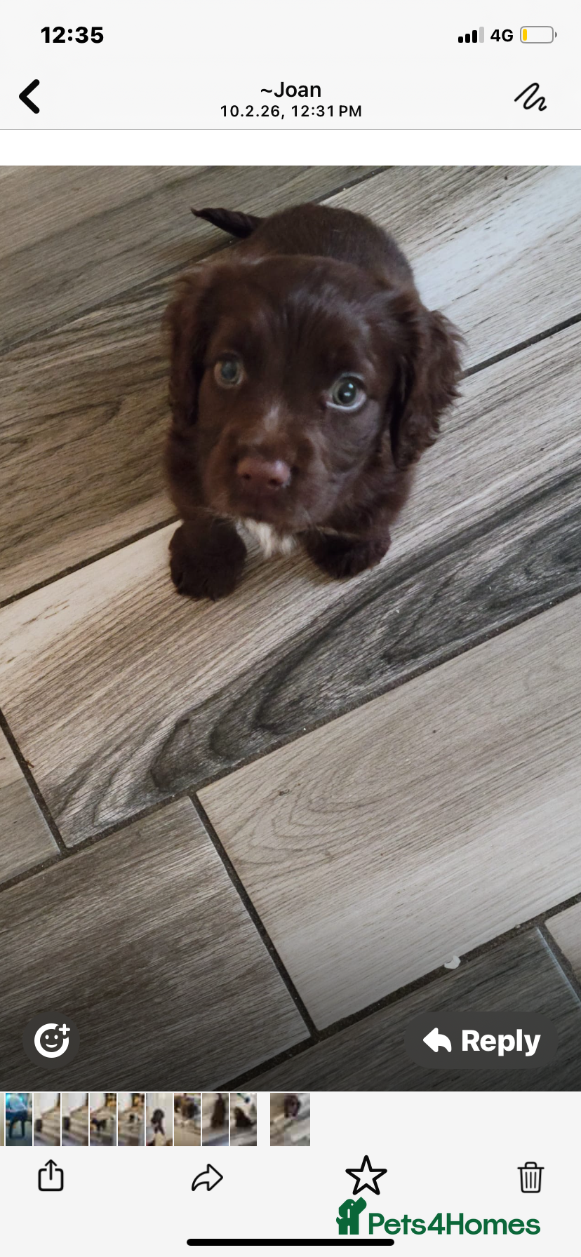 Cocker Spaniel dogs Cocker spaniel  - Advert 3