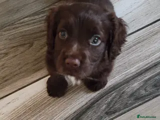 Cocker Spaniel dogs Cocker spaniel - Advert 2