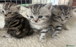 British Shorthair cats for sale: GCCF Rare Show Quality BSH Silver Tabby Kittens - Image 7