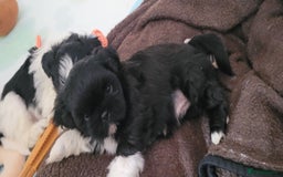 Shih Tzu dogs for sale: shih tzu puppies  - Advert 11