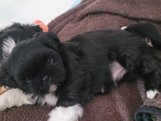 Shih Tzu dogs shih tzu puppies - Advert 18