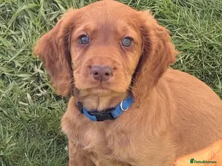Cocker Spaniel dogs Well bred working cocker spaniel puppies - Advert 8