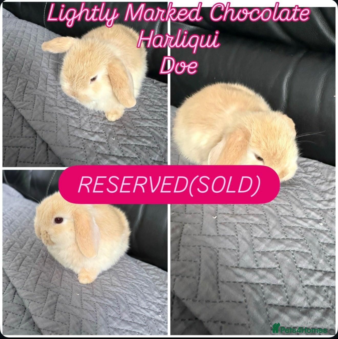 Mini Lop rabbits Mini Lops  - Advert 16