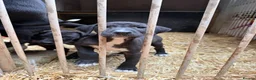 Lurcher dogs for sale: Strong litter of working lurcher pups  in Banbury - Advert 5