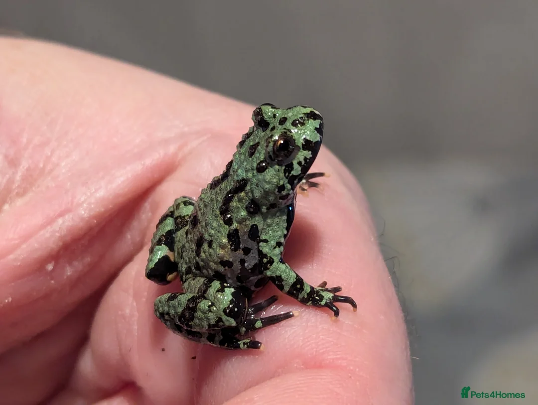 Frog reptiles for sale: Bombina orientalis - Advert 1
