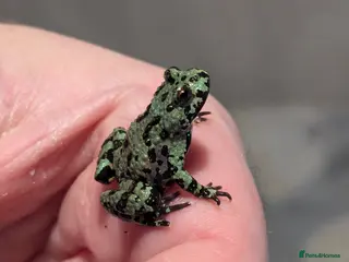 Frog reptiles Bombina orientalis - Advert 1