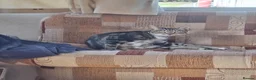 Mixed Breed cats for sale: 4 beautiful kittens  in Brighouse - Advert 1