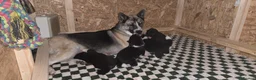 Huskita dogs for sale: Akita with 6% husky (Huskita) - Advert 9
