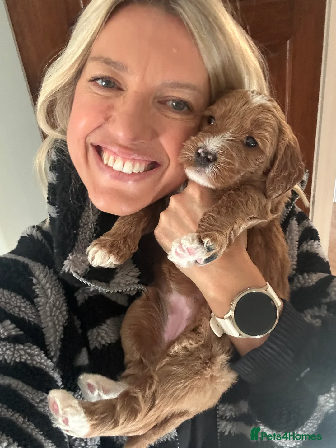 Australian Labradoodle dogs for sale: WAITING LIST Australian Labradoodles - RED & TUX  - Advert 15