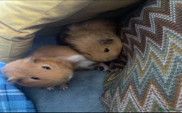 Guinea Pig rodents for sale: 2 male guinea pigs for sale - Image 2