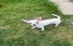 Chihuahua dogs for sale: small chihuahua  - Image 2