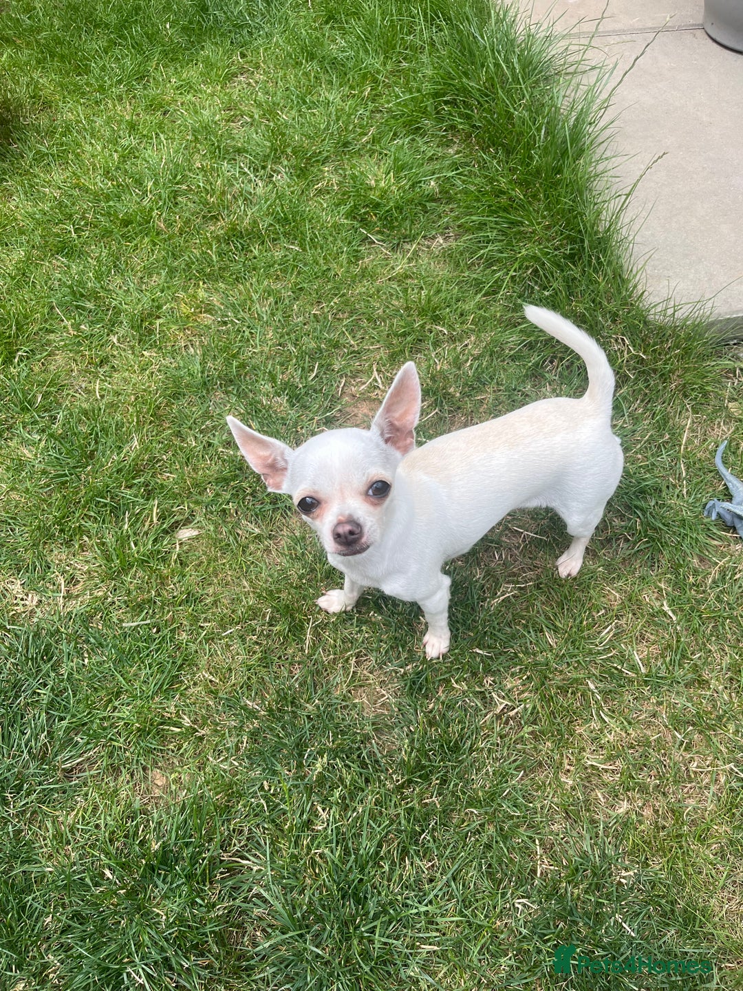 Chihuahua dogs for sale: small chihuahua  - Image 2
